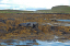 1 Seals in Dunvegan Isle of Skye  22